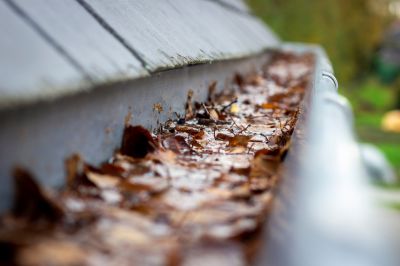 Discourages pest infestations